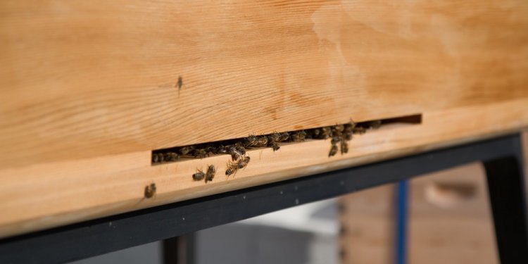 Urban Beekeeping kit