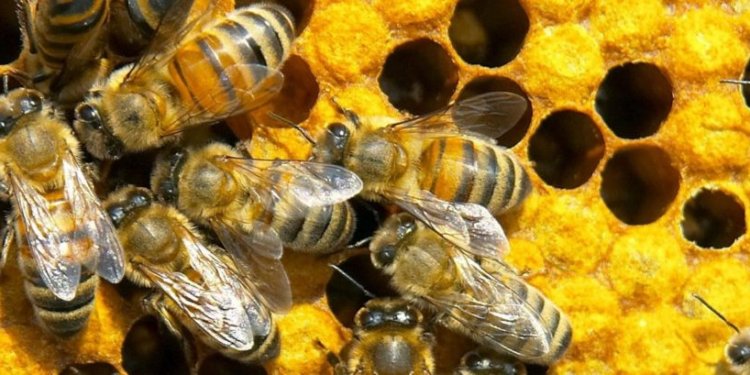 North Carolina Beekeepers Association