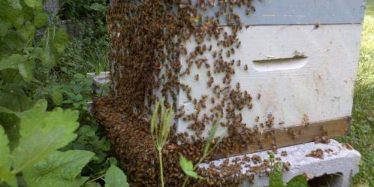 Getting Started with honey bees