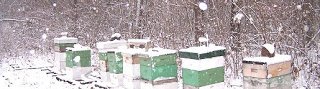 Hives within the winter months