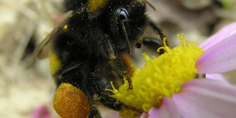 Beekeeping website