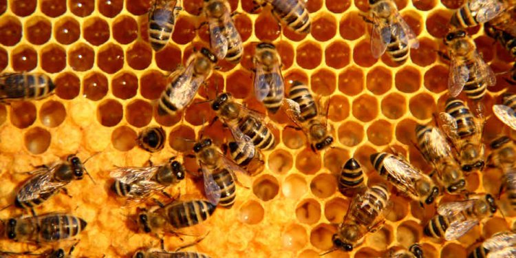 Bees in a Hive