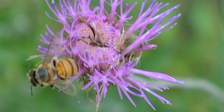 Honey bees in Texas