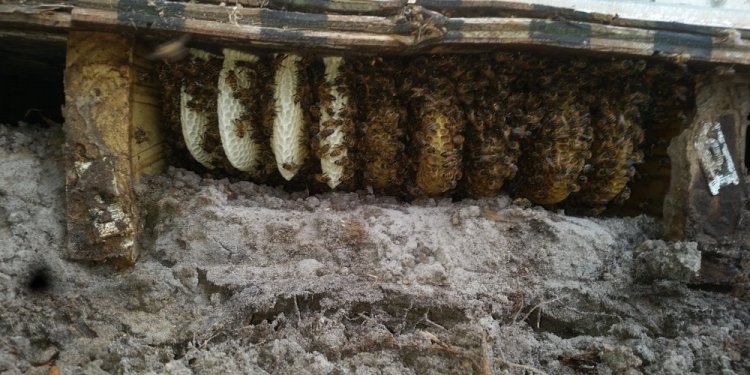 Beekeeping for Kids