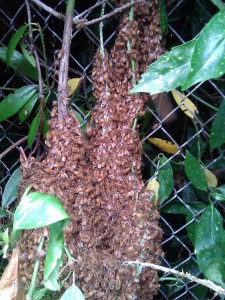 Honey bee swarm on bush in West Seattle
