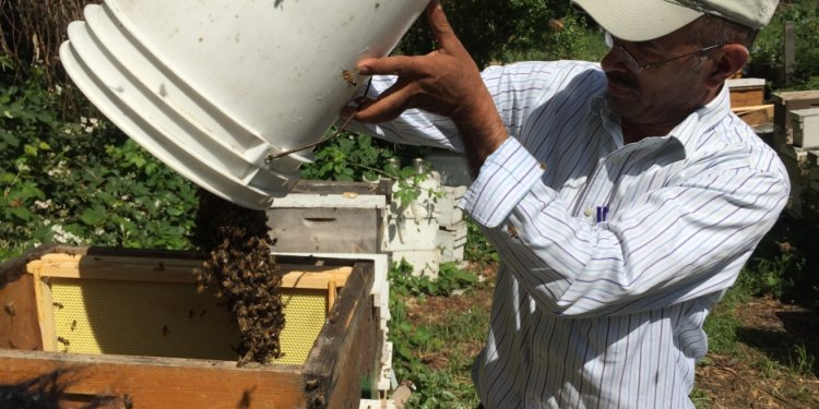 California Beekeeping