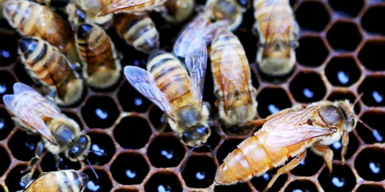 Minnesota Beekeepers