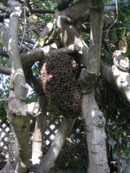 big swarm of honey bees on tree, scouting for a house.