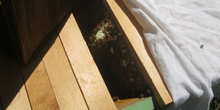 Beekeeping in Georgia