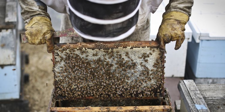 Beekeeping in Minnesota