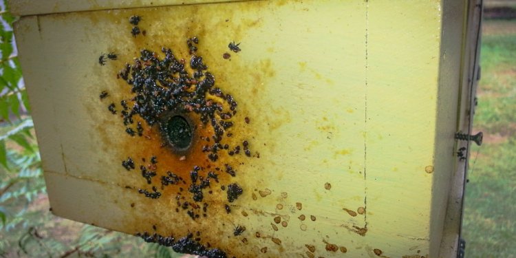Bees hives