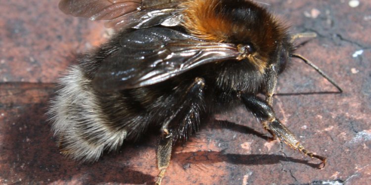UK bees
