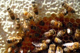 Newly Capped Honeycomb_CloseUp