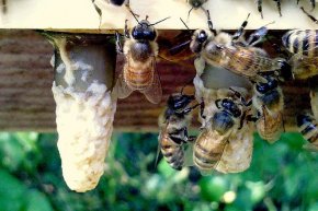 nice honey-bee queen mobile