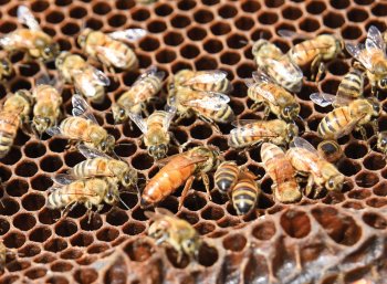OFB_beekeeper_2074: The queen bee, together solid brilliant lime right back, is enclosed by female employee bees on a honeycomb in the apiary handled by Bethany Carlson, 20, in Edgerton, Ohio, Thursday, June 30, 2016. (picture by Peggy Turbett)