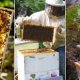 Apiarist Beekeepers