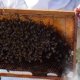 Backyard Beekeeping for Beginners