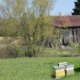 Backyard Beekeeping supplies