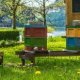 Bee Farming Basics