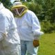 Beekeeping bees for sale