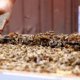 Beekeeping for Kids