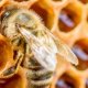 Beekeeping Forum UK