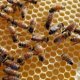 Beekeeping in Illinois
