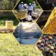 Beekeeping in Maine