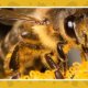 Beekeeping in Virginia