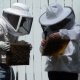 Beekeeping industry