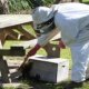 Beekeeping Naturally