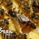 Beekeeping Supplies Melbourne