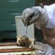 Beekeeping YouTube