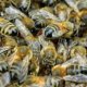 Best bees for honey