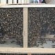 Buy bees colony