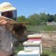 Chester County Beekeepers