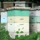 How to Build Bee Hives?