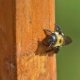 How to Keep Carpenter bees Away?