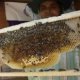 How to start honey bees Farming?