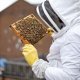 London Beekeepers Association