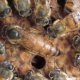 National Beekeepers Association