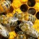 North Carolina Beekeepers Association