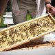 Pennsylvania Beekeepers