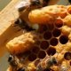 Pictures of Apiculture