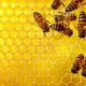 Pictures of bees and Beehive