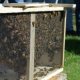 Plymouth County Beekeepers