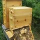 Raising bees