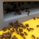 Starter Beehive