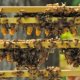Sustainable Beekeeping