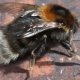 UK bees